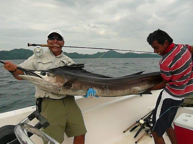 Sailfish